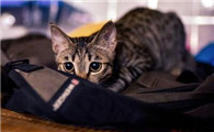 小猫呼噜着舔毛毯怎么回事啊