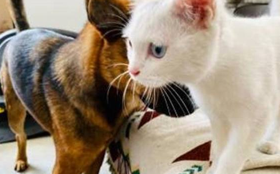 人在家中坐,猫从天上来!莫名从窗外捡回一只猫,却不知主人是谁 人在家中坐,猫从天上来!莫名从窗外捡回一只猫,却不知主人是谁