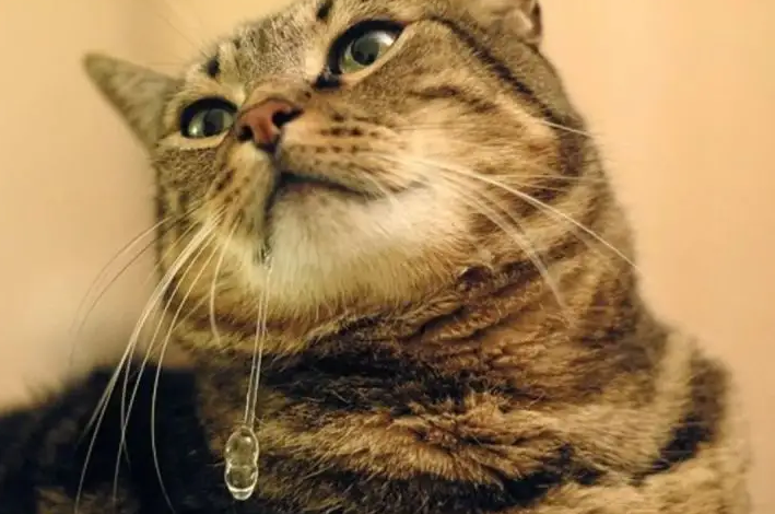 猫流口水怎么回事