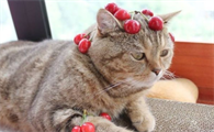 猫能吃什么水果和不能吃什么水果