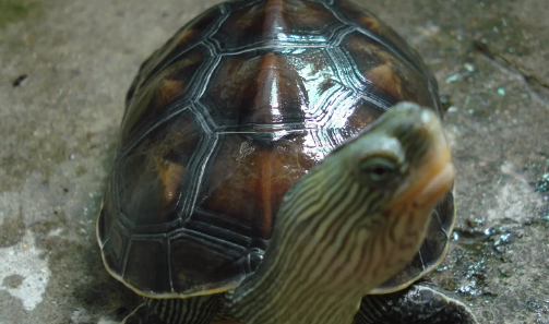 中华花龟怎么分雌雄 方法一点也不难 宠物网