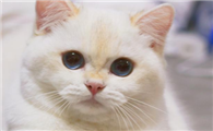 小猫呕吐白色泡沫怎么办