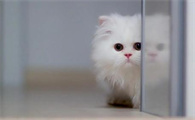猫的体温多少是正常的
