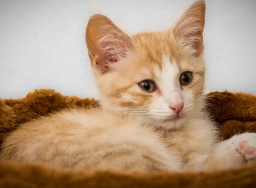 猫哪个季节绝育比较好一点