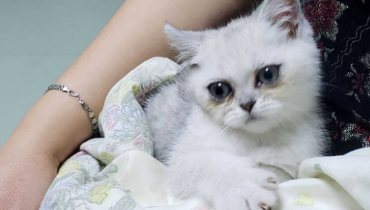 猫咪泪痕重是什么原因 猫咪泪痕重是什么原因