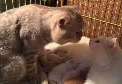 为什么不要和小猫对视 为什么不要和小猫对视