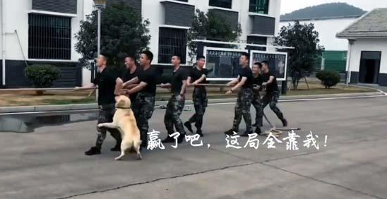 兵哥哥在拔河，狗狗也来帮忙，这样的胜利算不算作弊？