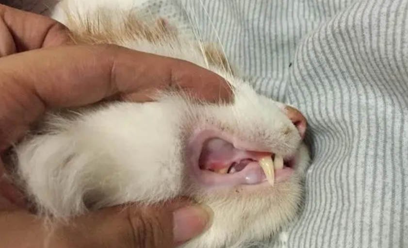 猫咪几个月驱一次虫比较好