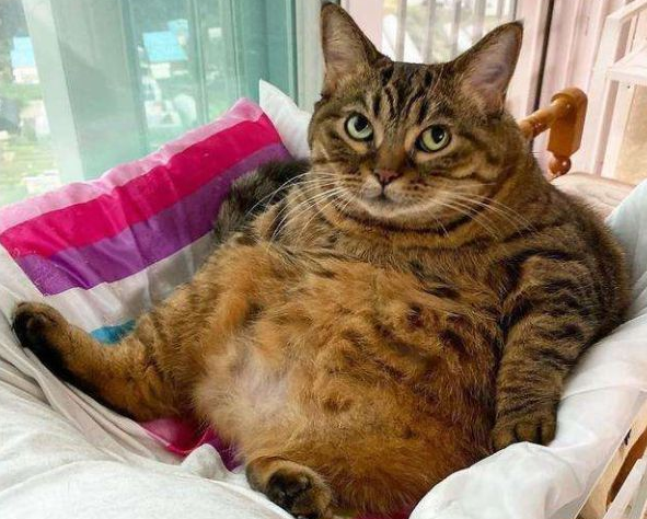 主人老年痴呆，把猫咪喂成32斤大胖喵，去世后才被人发现…