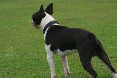 一只波士顿犬值多少钱 一只波士顿犬值多少钱