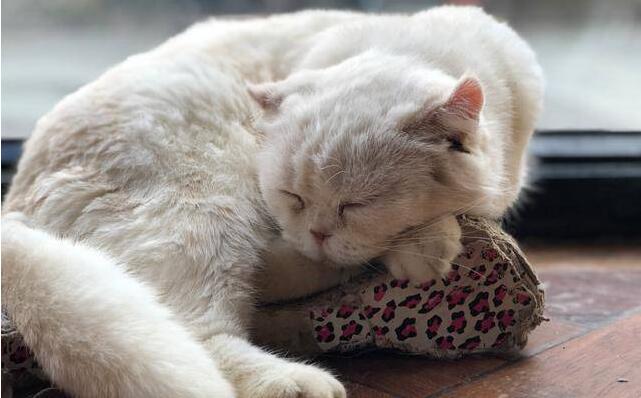 猫咪身体发抖是怎么回事?得什么病?
