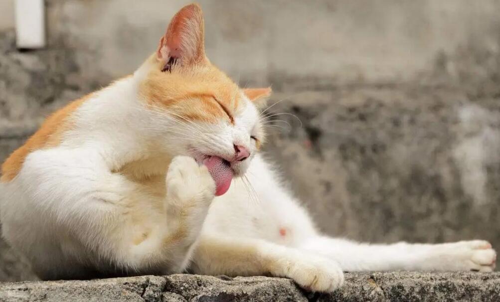 猫嗓子呼呼响怎么回事儿 猫嗓子呼呼响怎么回事儿
