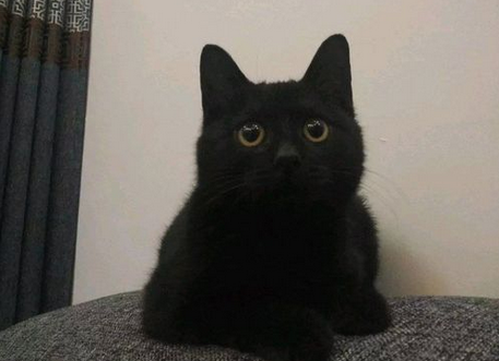 孟买猫是什么品种 孟买猫是什么品种