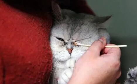 猫咪眼屎是红色的怎么回事啊