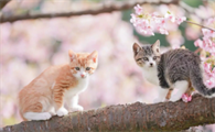 猫乱拉屎的原因是什么