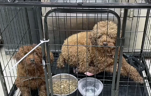 主人搬家把2只狗遗弃，狗狗守着行李不愿离开，它们还在等主人