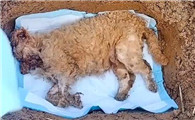 宠物狗死去处理方法