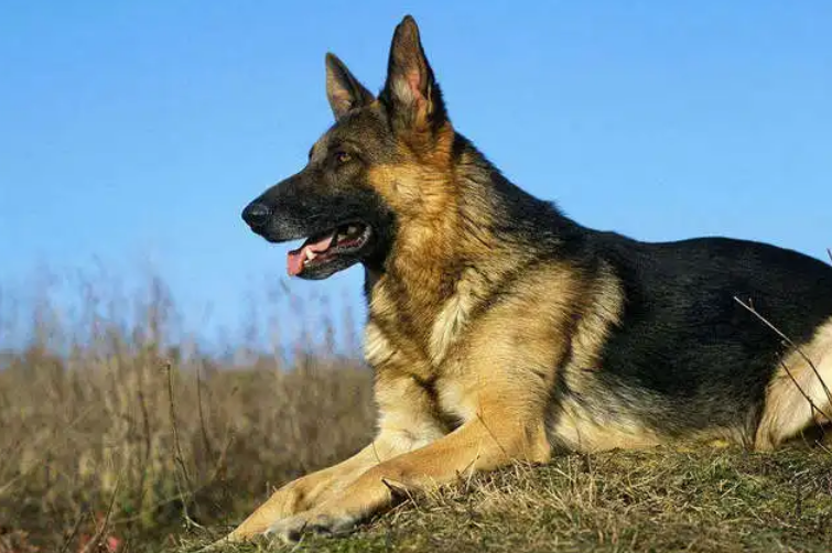 德国牧羊犬几个月能听懂人话