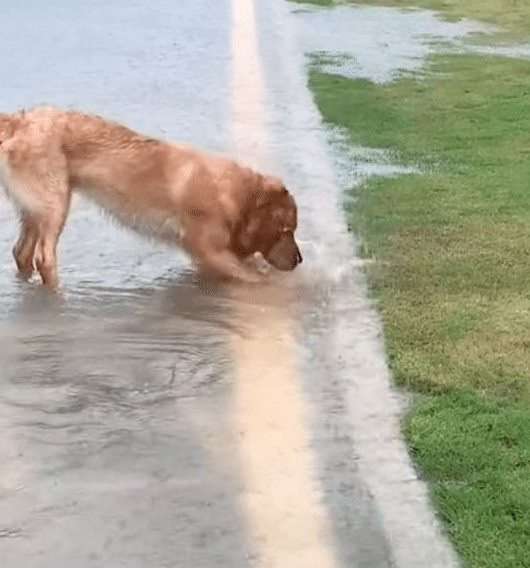 暴雨导致道路被淹,金毛持证上岗开始疏通下水道… 暴雨导致道路被淹,金毛持证上岗开始疏通下水道…