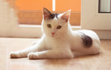 猫咪尿结石的症状 猫咪尿结石的症状