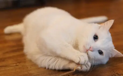 猫咪什么时候可以驱虫 猫咪什么时候可以驱虫
