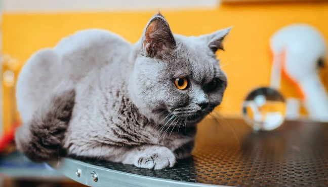 短腿蓝猫为爱情两次“越狱”,主人很感动,并带它做了绝育 短腿蓝猫为爱情两次“越狱”,主人很感动,并带它做了绝育