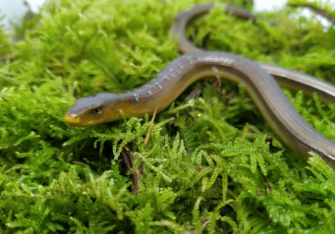 脆蛇最大有多少斤?感兴趣的了解一下!