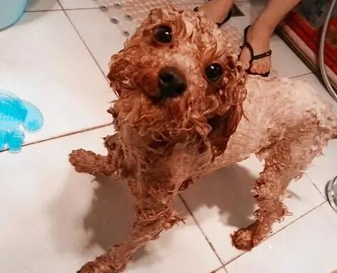 泰迪身上有小脓包是怎么回事啊 泰迪身上有小脓包是怎么回事啊