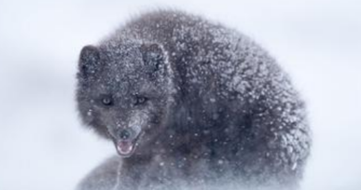 常年生活在-6℃地区，关于蓝狐-038，你了解多少？