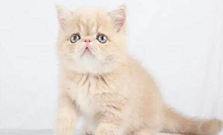 一个月的小猫不拉屎是怎么回事呢喂什么药