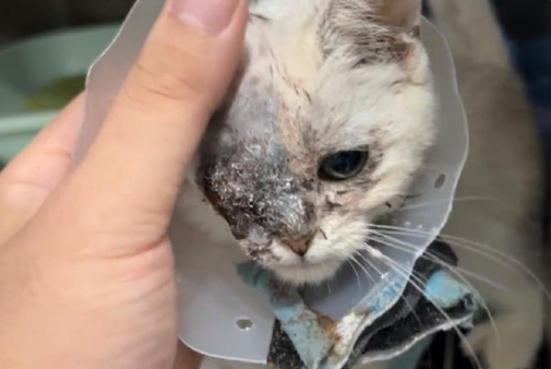 尽管饱受欺负，但被少年拯救的独眼流浪猫，仍选择以温柔对待世界