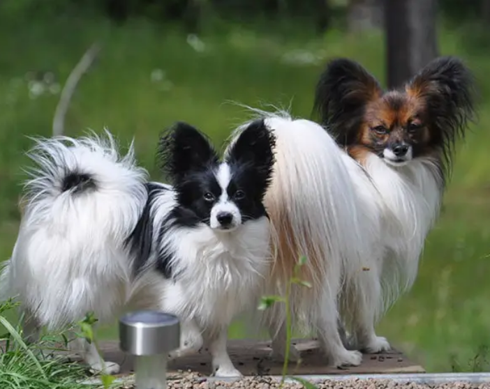 蝴蝶犬为什么养的人少 蝴蝶犬为什么养的人少