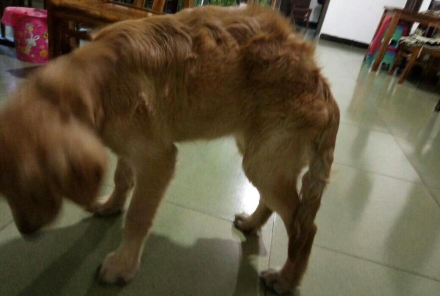 狗狗后腿无力站不起来怎么回事 狗狗后腿无力站不起来怎么回事