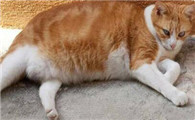 母猫乳房有硬块怎么办啊