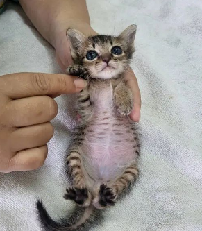 猫脚受伤，铲屎官给它包扎好后，怎么感觉有点可爱？！