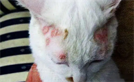猫咪猫癣怎样治用什么药最好