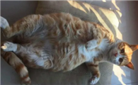 猫炎症性腹水能治愈吗
