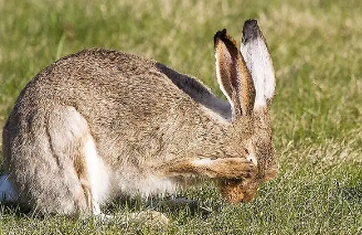 白尾长耳大野兔怎么养？不清楚的话快来看看这篇文章！
