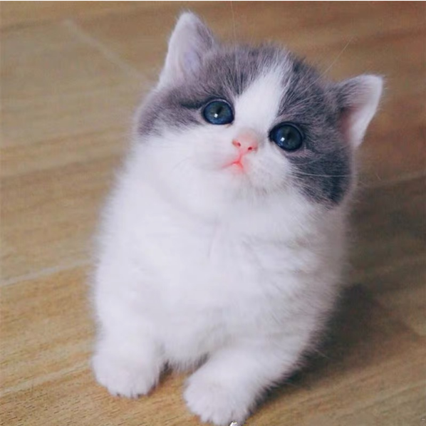 宠物店买一只猫多少钱 宠物店买一只猫多少钱