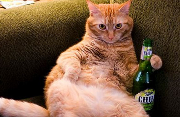 猫咪可不可以喝啤酒