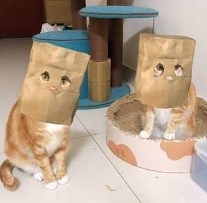 猫咪戴上纸袋假装劫匪，主人笑着投降，你们想打劫也没威胁感啊