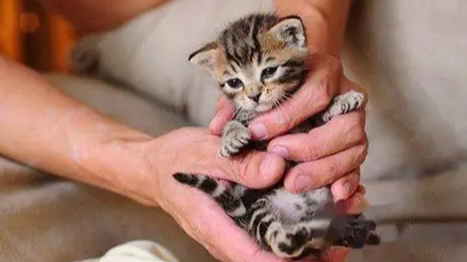 刚出生的小猫可以喝豆浆吗 刚出生的小猫可以喝豆浆吗