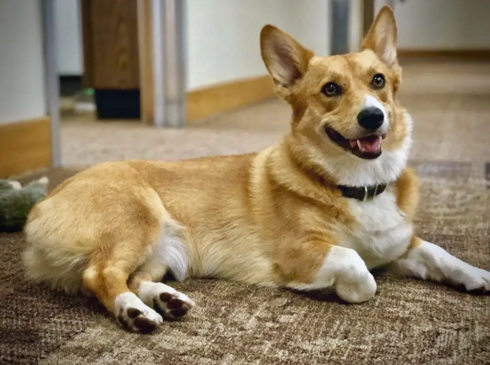 犬瘟热能治好的几率多少