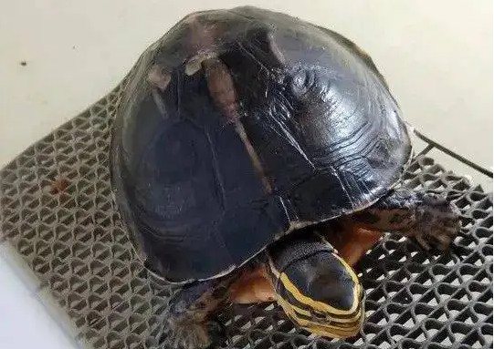 安布闭壳龟腐皮怎么治?快来学习一下吧! 安布闭壳龟腐皮怎么治?快来学习一下吧!