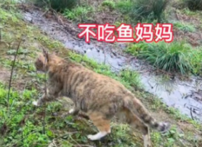 猫咪把刚逮住的鱼放生了,是因为它太暖了! 猫咪把刚逮住的鱼放生了,是因为它太暖了!