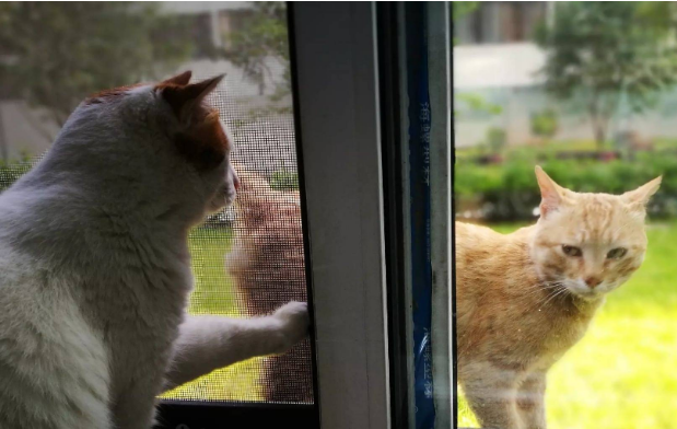 流浪猫隔玻璃看宠物猫,接着一幕让人忍不住掉眼泪:它也会羡慕啊 流浪猫隔玻璃看宠物猫,接着一幕让人忍不住掉眼泪:它也会羡慕啊
