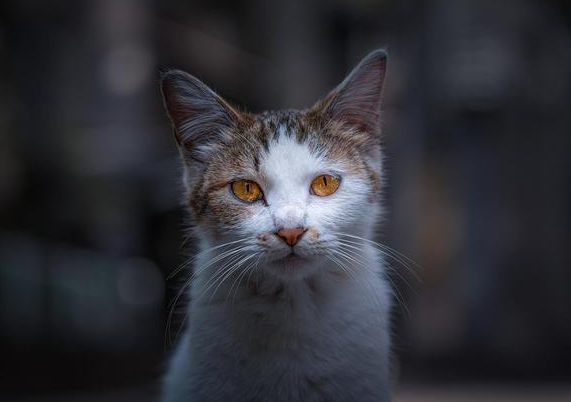 浙江截获1000余只猫，运猫车去向是广东，你还敢散养猫吗？