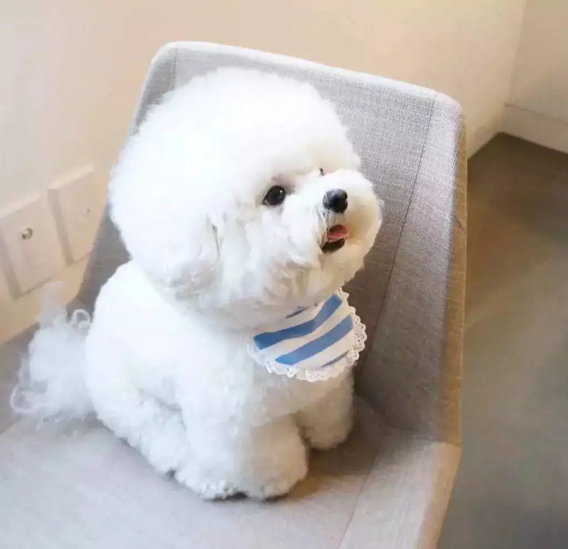 比熊嘴巴毛发红是什么原因引起的 比熊嘴巴毛发红是什么原因引起的