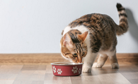 猫粮蛋白质含量多少合适吃