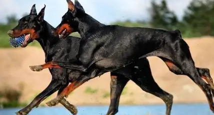 关于多伯曼犬的简单介绍，快来看看吧！
